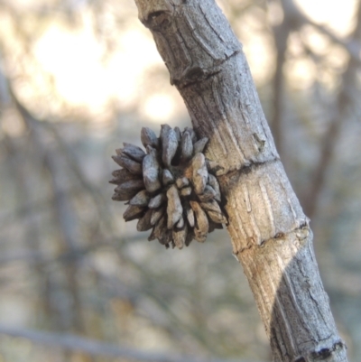 Cylindrococcus sp. (genus) (Allocasuarina Gall) at Tuggeranong Hill - 10 Aug 2021 by MichaelBedingfield