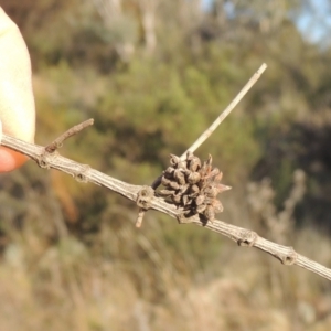 Cylindrococcus sp. (genus) at Calwell, ACT - 10 Aug 2021 04:01 PM