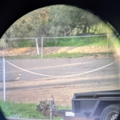 Vanellus miles (Masked Lapwing) at Charles Sturt University, NSW - 7 Sep 2021 by Darcy