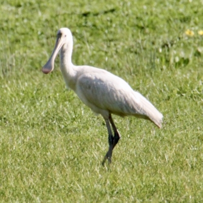 Platalea flavipes (Yellow-billed Spoonbill) at Table Top, NSW - 8 Sep 2021 by PaulF