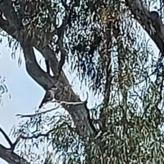 Callocephalon fimbriatum (Gang-gang Cockatoo) at Aranda, ACT - 9 Sep 2021 by PeterY