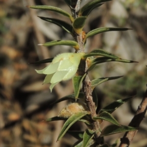 Melichrus urceolatus at Tennent, ACT - 1 Sep 2021 11:43 AM