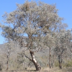 Eucalyptus polyanthemos (Red Box) at Tennent, ACT - 1 Sep 2021 by MichaelBedingfield
