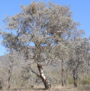 Eucalyptus polyanthemos at Namadgi National Park - 1 Sep 2021 11:54 AM