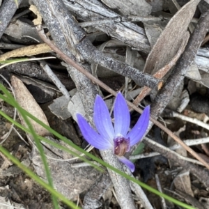 Cyanicula caerulea at Bruce, ACT - 9 Sep 2021