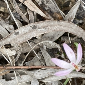 Caladenia fuscata at Bruce, ACT - suppressed