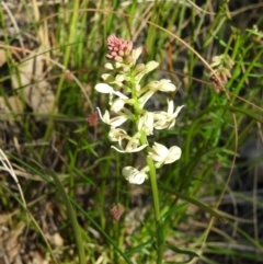 Stackhousia monogyna (Creamy Candles) at Kambah, ACT - 7 Sep 2021 by MatthewFrawley