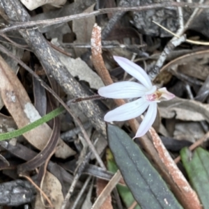 Caladenia fuscata at Bruce, ACT - suppressed