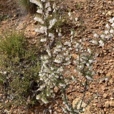 Leucopogon fletcheri subsp. brevisepalus (Twin Flower Beard-Heath) at Downer, ACT - 8 Sep 2021 by Jenny54