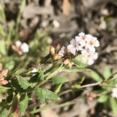 Leucopogon virgatus (Common Beard-heath) at Bruce Ridge to Gossan Hill - 9 Sep 2021 by goyenjudy