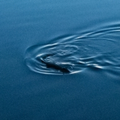 Hydromys chrysogaster (Rakali or Water Rat) at Lake Ginninderra - 2 Sep 2021 by hallucatus