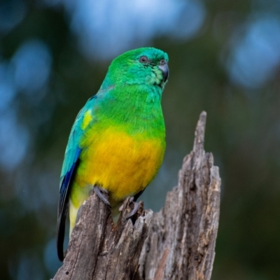 Psephotus haematonotus (Red-rumped Parrot) at Belconnen, ACT - 5 Sep 2021 by Hallucatus