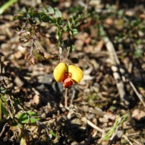 Bossiaea buxifolia at Kambah, ACT - 7 Sep 2021