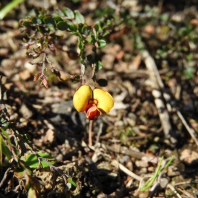 Bossiaea buxifolia (Matted Bossiaea) at Kambah, ACT - 7 Sep 2021 by MatthewFrawley