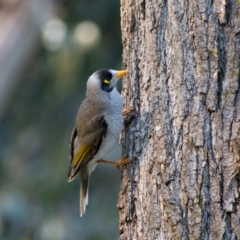 Manorina melanocephala (Noisy Miner) at Lake Ginninderra - 8 Sep 2021 by hallucatus