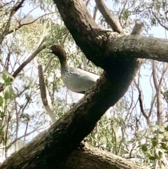 Chenonetta jubata (Australian Wood Duck) at Bruce Ridge to Gossan Hill - 9 Sep 2021 by goyenjudy