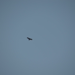 Aquila audax (Wedge-tailed Eagle) at Greenleigh, NSW - 15 May 2020 by LyndalT