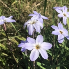 Ipheion uniflorum (Spring Star-flower) at Bruce, ACT - 7 Sep 2021 by goyenjudy