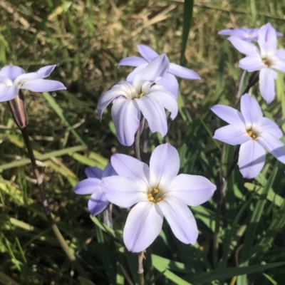 Ipheion uniflorum (Spring Star-flower) at Bruce, ACT - 7 Sep 2021 by goyenjudy