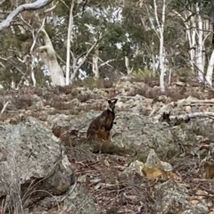 Wallabia bicolor (Swamp Wallaby) at Googong Foreshore - 14 Jun 2021 by Tapirlord