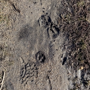 Sus scrofa at Namadgi National Park - 29 Jun 2021