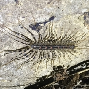 Scutigeridae (family) at Red Hill, ACT - 3 Sep 2021 08:26 PM