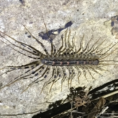 Scutigeridae (family) (A scutigerid centipede) at Red Hill, ACT - 3 Sep 2021 by Tapirlord