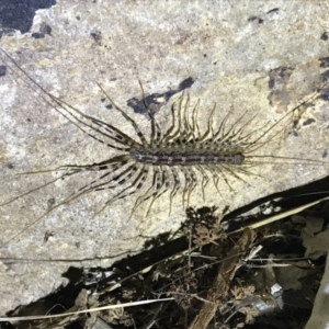 Scutigeridae (family) at Red Hill, ACT - 3 Sep 2021