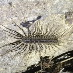 Scutigeridae (family) at Red Hill, ACT - 3 Sep 2021 08:26 PM