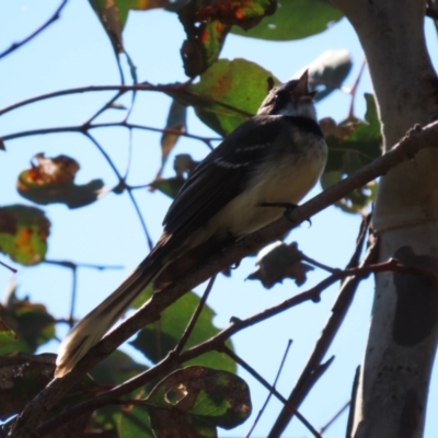 Rhipidura albiscapa (Grey Fantail) at Bruce Ridge to Gossan Hill - 7 Sep 2021 by JVR