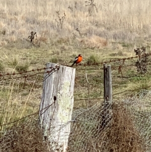 Petroica phoenicea at Kowen, ACT - 22 Jun 2021