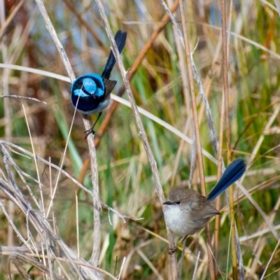 Malurus cyaneus (Superb Fairywren) at Belconnen, ACT - 5 Sep 2021 by Hallucatus