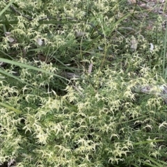 Clematis leptophylla (Small-leaf Clematis, Old Man's Beard) at Aranda, ACT - 8 Sep 2021 by Tammy