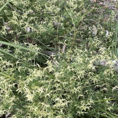 Clematis leptophylla (Small-leaf Clematis, Old Man's Beard) at Aranda Bushland - 8 Sep 2021 by Tammy