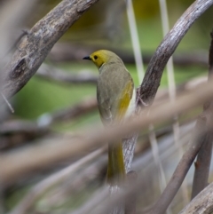 Ptilotula penicillata (White-plumed Honeyeater) at Belconnen, ACT - 4 Sep 2021 by Hallucatus