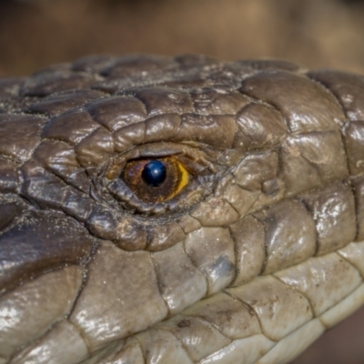 Tiliqua scincoides scincoides (Eastern Blue-tongue) at Downer, ACT - 6 Sep 2021 by trevsci