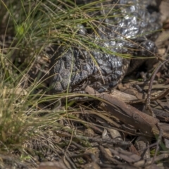 Tiliqua rugosa (Shingleback Lizard) at Downer, ACT - 6 Sep 2021 by trevsci