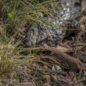 Tiliqua rugosa at Downer, ACT - 6 Sep 2021