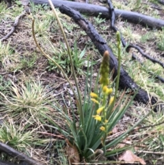 Bulbine bulbosa (Golden Lily, Bulbine Lily) at Yarralumla, ACT - 5 Sep 2021 by Tapirlord