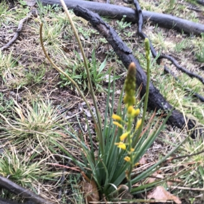 Bulbine bulbosa (Golden Lily) at Yarralumla, ACT - 5 Sep 2021 by Tapirlord