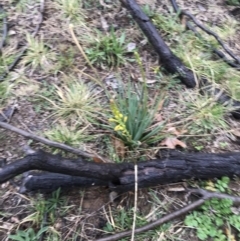 Bulbine bulbosa at Yarralumla, ACT - 5 Sep 2021 01:24 PM