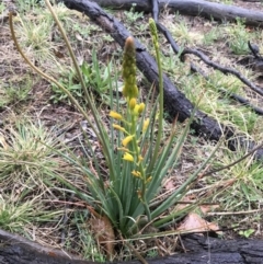 Bulbine bulbosa at Yarralumla, ACT - 5 Sep 2021