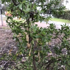 Lycium ferocissimum (African Boxthorn) at Yarralumla, ACT - 5 Sep 2021 by Tapirlord