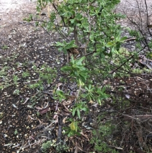 Lycium ferocissimum at Yarralumla, ACT - 5 Sep 2021