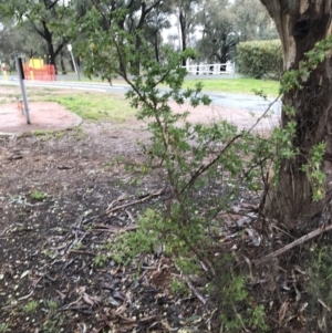 Lycium ferocissimum at Yarralumla, ACT - 5 Sep 2021