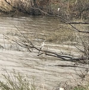 Anhinga novaehollandiae at Yarralumla, ACT - 5 Sep 2021 01:05 PM