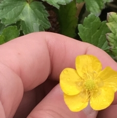 Ranunculus repens (Creeping Buttercup) at Blue Gum Point to Attunga Bay - 5 Sep 2021 by Tapirlord