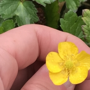 Ranunculus repens at Yarralumla, ACT - 5 Sep 2021 12:56 PM