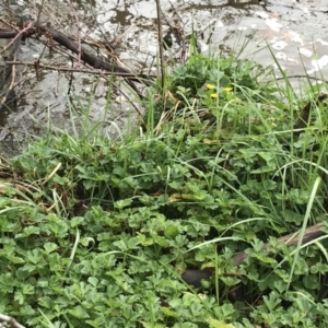 Ranunculus repens at Yarralumla, ACT - 5 Sep 2021 12:56 PM