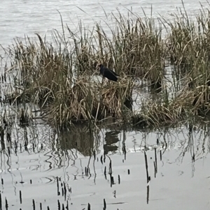 Porphyrio melanotus at Yarralumla, ACT - 5 Sep 2021